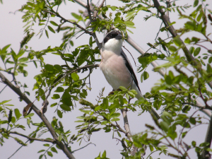 Pie-gri&egrave;che &agrave; poitrine rose dans un arbre